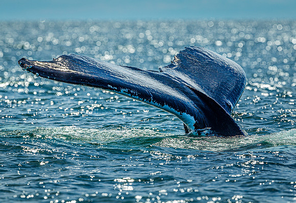 Whales on Jeffreys Ledge _2022-08-14_03-15-43_AB5W0124_@TimCardew_2022