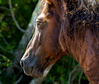 Wild Horses of Corolla, NC OBX_2022-07-04_09-41-06_IM1D8745_@TimCardew_2022