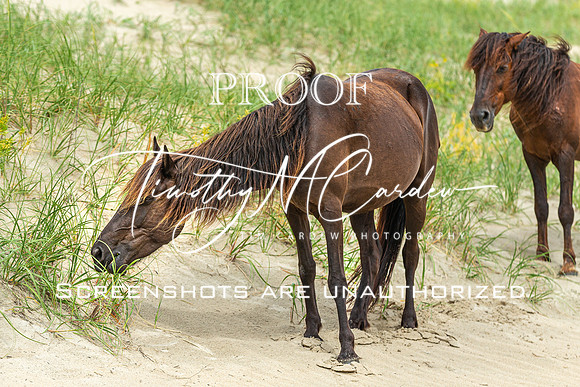 Wild Horses of Corolla with Lily & Charlie at OBX_2022-07-08_11-06-46_AB5W9547_@TimCardew_2022