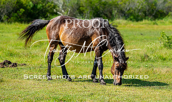 Wild Horses of Corolla, NC OBX_2022-07-04_09-53-38_AB5W8759_@TimCardew_2022