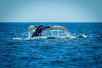 Whales on Jeffreys Ledge _2022-08-14_03-57-46_AB5W1048_@TimCardew_2022