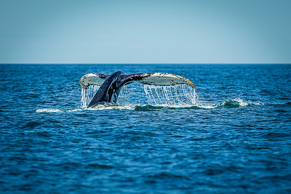 Whales on Jeffreys Ledge _2022-08-14_03-57-46_AB5W1048_@TimCardew_2022