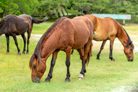 Wild Horses of Corolla with Lily & Charlie at OBX_2022-07-08_09-40-35_AB5W9137_@TimCardew_2022