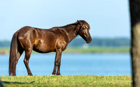 Wild Horses of Corolla, NC OBX_2022-07-04_08-02-38_IM1D8481_@TimCardew_2022
