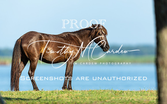 Wild Horses of Corolla, NC OBX_2022-07-04_08-02-38_IM1D8481_@TimCardew_2022