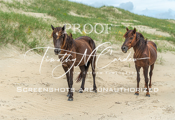 Wild Horses of Corolla with Lily & Charlie at OBX_2022-07-08_11-07-22_IM1D9684_@TimCardew_2022