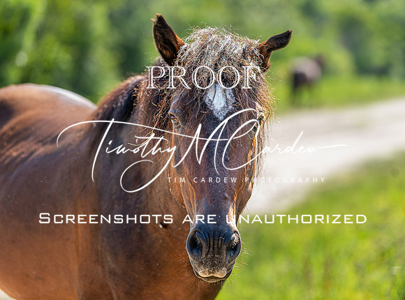 Wild Horses of Corolla, NC OBX_2022-07-04_09-45-52_AB5W8673_@TimCardew_2022