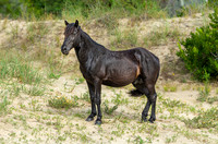 Wild Horses of Corolla with Lily & Charlie at OBX_2022-07-08_10-04-33_AB5W9311_@TimCardew_2022