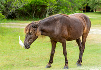 Wild Horses of Corolla with Lily & Charlie at OBX_2022-07-08_09-43-22_AB5W9206_@TimCardew_2022