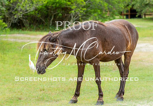 Wild Horses of Corolla with Lily & Charlie at OBX_2022-07-08_09-43-22_AB5W9206_@TimCardew_2022