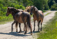 Wild Horses of Corolla, NC OBX_2022-07-04_09-42-34_AB5W8606_@TimCardew_2022