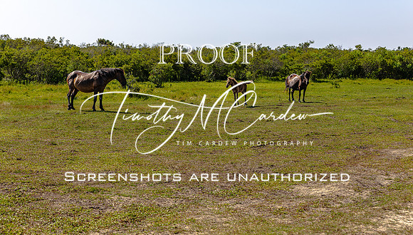 Wild Horses of Corolla, NC OBX_2022-07-04_10-06-27_AB5W8915_@TimCardew_2022