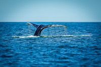 Whales on Jeffreys Ledge _2022-08-14_03-57-47_AB5W1053_@TimCardew_2022