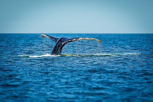 Whales on Jeffreys Ledge _2022-08-14_03-57-47_AB5W1053_@TimCardew_2022