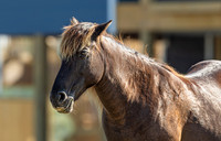 Wild Horses of Corolla, NC OBX_2022-07-04_08-59-12_IM1D8629_@TimCardew_2022