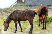 Wild Horses of Corolla with Lily & Charlie at OBX_2022-07-08_09-50-57_AB5W9232_@TimCardew_2022