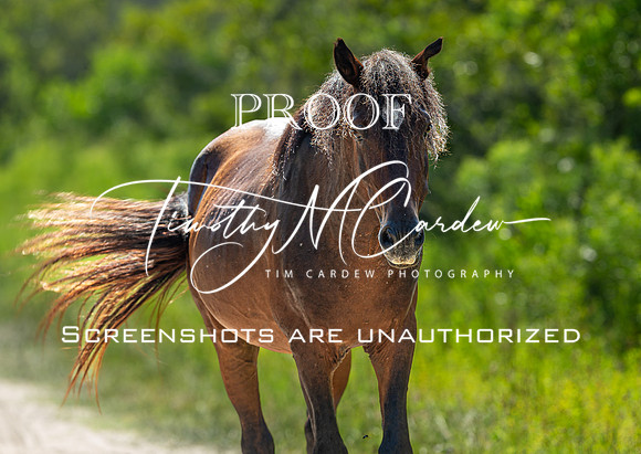 Wild Horses of Corolla, NC OBX_2022-07-04_09-44-57_IM1D8786_@TimCardew_2022