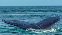Whales on Jeffreys Ledge _2022-08-14_03-11-13_AB5W9983_@TimCardew_2022