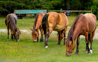 Wild Horses of Corolla with Lily & Charlie at OBX_2022-07-08_09-40-01_AB5W9128_@TimCardew_2022