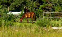 Wild Horses of Corolla, NC OBX_2022-07-04_07-48-54_IM1D8442_@TimCardew_2022