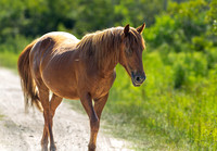 Wild Horses of Corolla, NC OBX_2022-07-04_09-39-56_IM1D8693_@TimCardew_2022