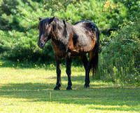 Wild Horses of Corolla, NC OBX_2022-07-04_09-29-56_IM1D8666_@TimCardew_2022