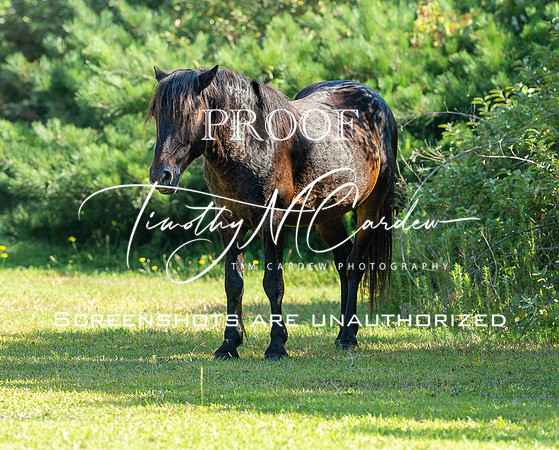 Wild Horses of Corolla, NC OBX_2022-07-04_09-29-56_IM1D8666_@TimCardew_2022