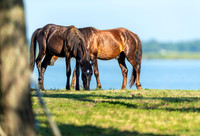 Wild Horses of Corolla, NC OBX_2022-07-04_08-02-07_IM1D8463_@TimCardew_2022