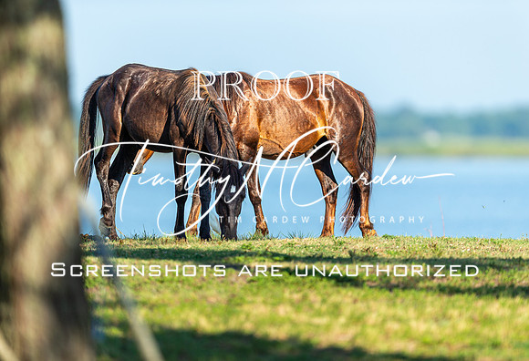 Wild Horses of Corolla, NC OBX_2022-07-04_08-02-07_IM1D8463_@TimCardew_2022