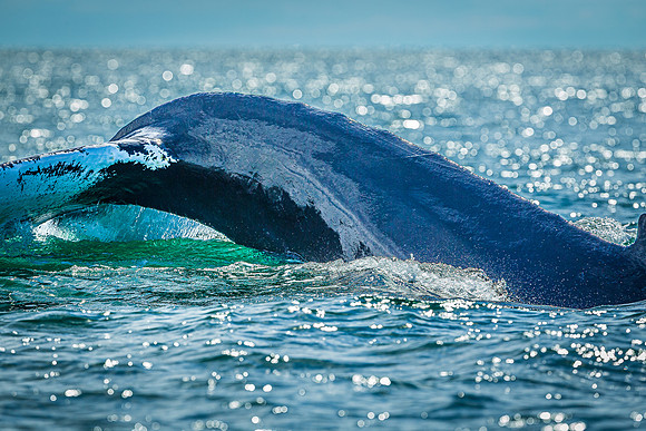 Whales on Jeffreys Ledge _2022-08-14_03-15-41_AB5W0115_@TimCardew_2022