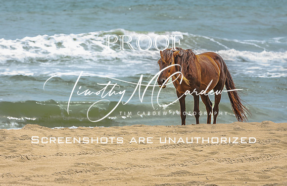 Wild Horses of Corolla with Lily & Charlie at OBX_2022-07-08_11-10-38_AB5W9640_@TimCardew_2022