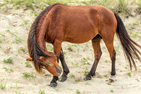 Wild Horses of Corolla with Lily & Charlie at OBX_2022-07-08_09-52-40_AB5W9239_@TimCardew_2022