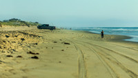 Wild Horses of Corolla, NC OBX_2022-07-04_07-17-12_AB5W8527_@TimCardew_2022
