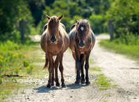 Wild Horses of Corolla, NC OBX_2022-07-04_09-39-31_IM1D8671_@TimCardew_2022