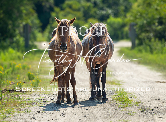 Wild Horses of Corolla, NC OBX_2022-07-04_09-39-31_IM1D8671_@TimCardew_2022