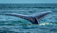 Whales on Jeffreys Ledge _2022-08-14_03-11-12_AB5W9980_@TimCardew_2022