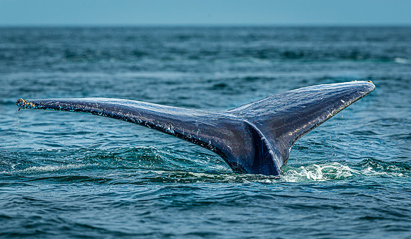 Whales on Jeffreys Ledge _2022-08-14_03-11-12_AB5W9980_@TimCardew_2022