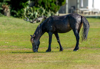 Wild Horses of Corolla, NC OBX_2022-07-04_09-29-03_IM1D8658_@TimCardew_2022