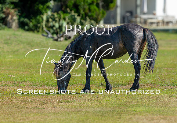 Wild Horses of Corolla, NC OBX_2022-07-04_09-29-03_IM1D8658_@TimCardew_2022