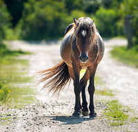 Wild Horses of Corolla, NC OBX_2022-07-04_09-40-32_IM1D8718_@TimCardew_2022