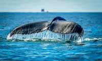 Whales on Jeffreys Ledge _2022-08-14_04-10-55_AB5W1088_@TimCardew_2022
