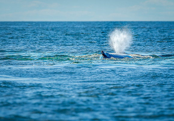 Whales on Jeffreys Ledge _2022-08-14_03-41-53_AB5W0740_@TimCardew_2022