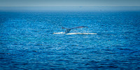 Whales on Stellwagen Bank Cape Ann Whale Watch 2025_2025-06-24_12-15-51_AB5W5899_@TimCardew_2025