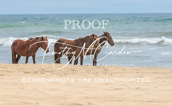 Wild Horses of Corolla with Lily & Charlie at OBX_2022-07-08_11-15-07_AB5W9705_@TimCardew_2022
