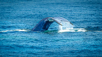Whales on Stellwagen Bank Cape Ann Whale Watch 2025_2025-06-24_01-32-28_DT7T8753_@TimCardew_2025