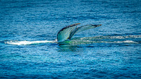 Whales on Stellwagen Bank Cape Ann Whale Watch 2025_2025-06-24_01-32-29_DT7T8763_@TimCardew_2025