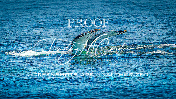 Whales on Stellwagen Bank Cape Ann Whale Watch 2025_2025-06-24_01-32-29_DT7T8763_@TimCardew_2025
