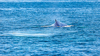 Whales on Stellwagen Bank Cape Ann Whale Watch 2025_2025-06-24_01-29-55_DT7T8664_@TimCardew_2025