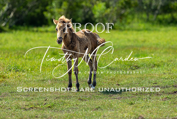 Wild Horses of Corolla, NC OBX_2022-07-04_10-06-41_IM1D9041_@TimCardew_2022