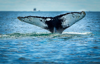 Whales on Jeffreys Ledge _2022-08-14_04-10-56_AB5W1098_@TimCardew_2022